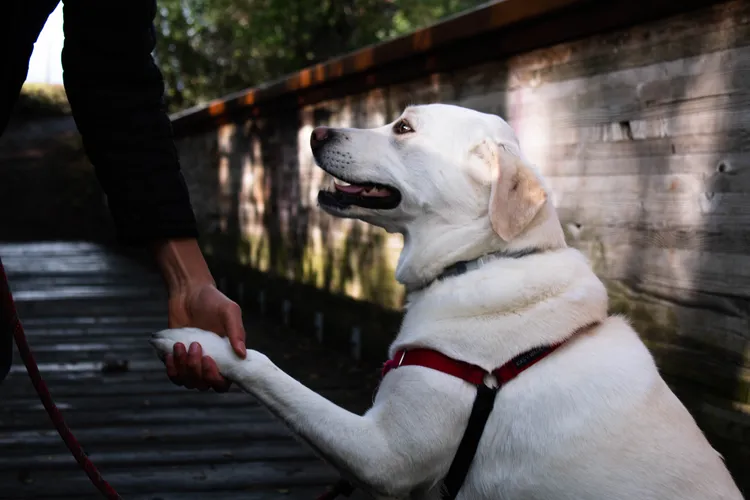 abby the lab