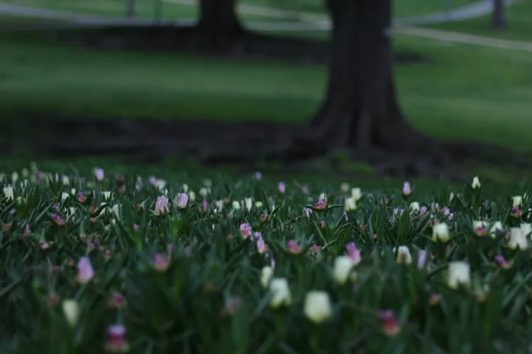 aldrich park flowers